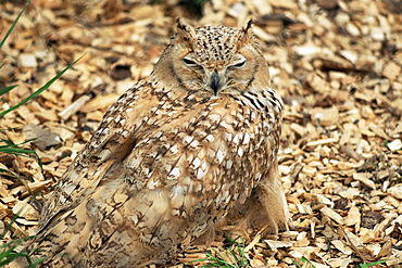 Owl camouflaged by leaves