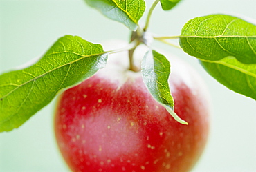 Close-up of ripe apple with leaves