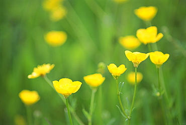 Buttercups