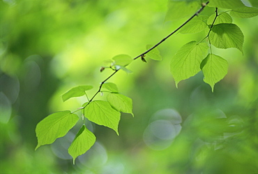 Backlit beech leaves