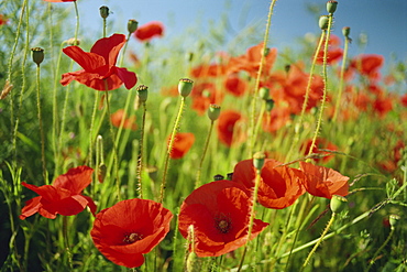 Common poppies near Peterborough, Cambridgeshire, England, United Kingdom, Europe