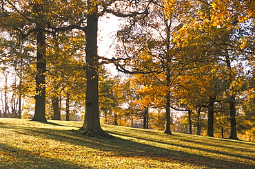 Beech woodland in autumn, Burghley Park, Stamford, Lincolnshire, England, United Kingdom, Europe