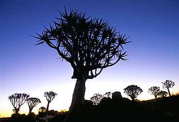 Quivertrees (kokerbooms) in the Quivertree Forest (Kokerboowoud), near Keetmanshoop, Namibia, Africa