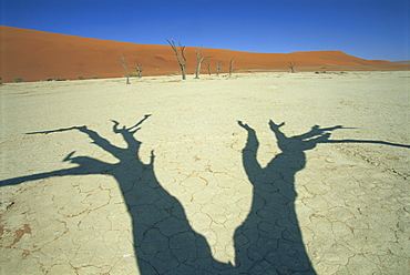 Shadows of dead trees, Dead Vlei, Namib Naukluft Park, Namibia, Africa