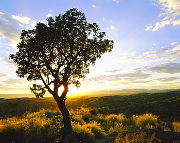 Tree in silhouette at sunrise, Daan Viljoen Game Park, near Windhoek, Namibia