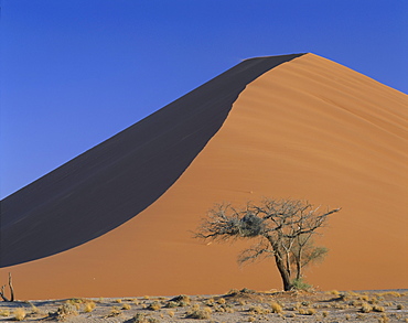 Tree and sand dune, Sesriem, Namib Naukluft Park, Namibia, Africa