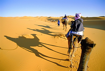 Camel trek in Sahara dunes near Merzouga, Morocco, North Africa