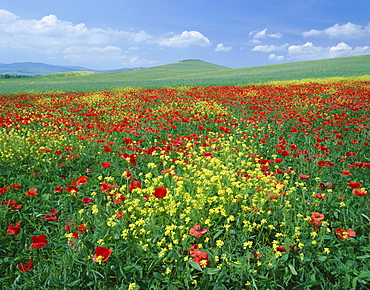 Field of poppies and wild flowers, near Montchiello, Tuscany, Italy, Europe