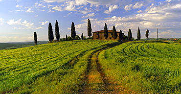 Farmhouse and cypress trees near Pienza, Tuscany, Italy, Europe