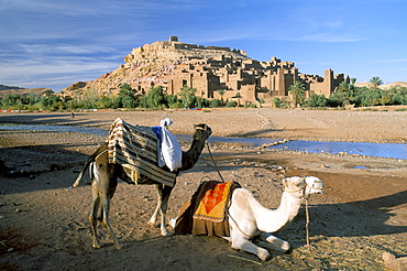 Camels by riverbank with Kasbah Ait Benhaddou (Ait-Ben-Haddou), UNESCO World Heritage Site, in background, near Ouarzazate, Morocco, North Africa, Africa