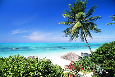 View through palm trees towards beach and Indian Ocean, Jambiani, island of Zanzibar, Tanzania, East Africa, Africa