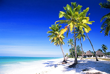 Palm trees, white sandy beach and Indian Ocean, Jambiani, island of Zanzibar, Tanzania, East Africa, Africa