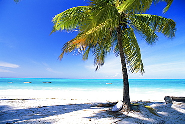 Palm tree, white sandy beach and Indian Ocean, Jambiani, island of Zanzibar, Tanzania, East Africa, Africa