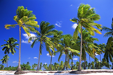 Palm trees, Jambiani, island of Zanzibar, Tanzania, East Africa, Africa