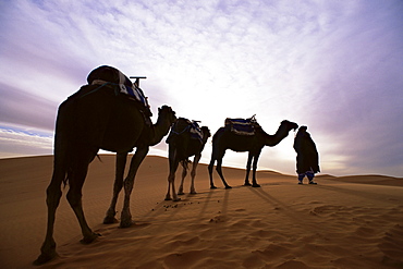 Berber camel leader with three camels in Erg Chebbi sand sea, Sahara Desert, near Merzouga, Morocco, North Africa, Africa