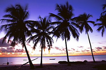 Palm trees in silhouette at dawn, Jambiani, Zanzibar, Tanzania, East Africa, Africa