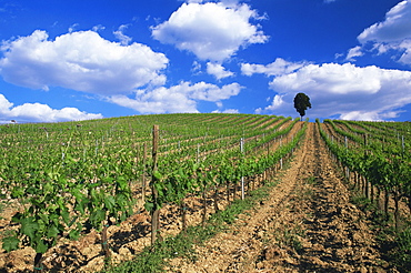 Grape vines on hillside beneath blue sky with white clouds, near Pienza, Tuscany, Italy, Europe