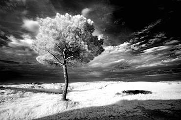 Infra red image of a tree against dark evening sky, near Pienza, Tuscany, Italy, Europe