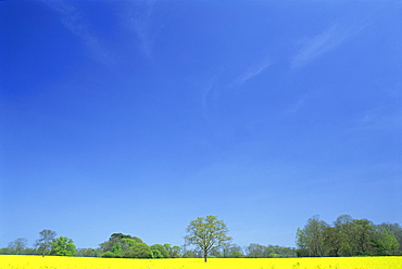 Agricultural landscape of yellow field with trees and blue sky in Northamptonshire, England, United Kingdom, Europe