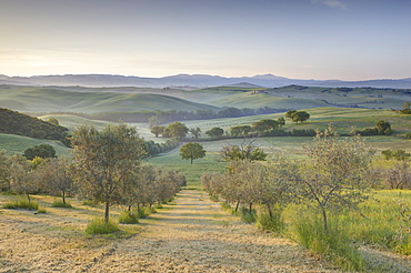 Early morning view across Val d'Orcia from field of olive trees, UNESCO World Heritage Site, San Quirico d'Orcia, near Pienza, Tuscany, Italy, Europe