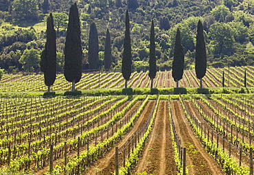 Vineyard and cypress trees, San Antimo, Tuscany, Italy, Europe