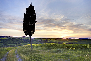 Lone cypress tree at sunset, near Pienza, Tuscany, Italy, Europe