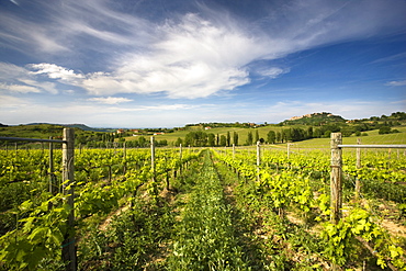 Vineyard with the hill town of Montepulciano in the distance, Tuscany, Italy, Europe