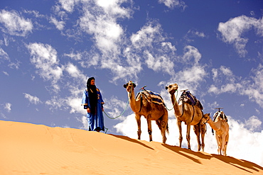 Berber man in blue robe with three camels on the ridge of a sand dune in the Erg Chebbi sand sea near Merzouga, Morocco, North Africa, Africa