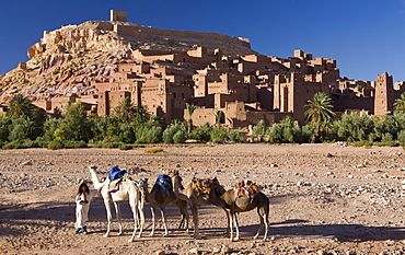 Camels and camel driver against the famous kasbah of Ait Benhaddou, used as a backdrop to many Hollywood movies, Ait Benhaddou, UNESCO World Heritage Site, Ouarzazate, Morocco, North Africa, Africa