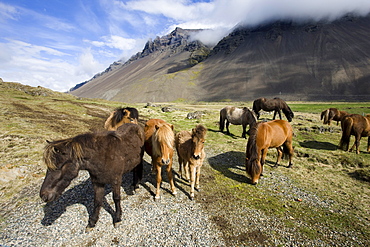 Icelandic horses with volcanic mountains in the distance, South Iceland, Iceland, Polar Regions