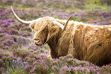 Highland cow grazing among heather near Drinan, on road to Elgol, Isle of Skye, Highlands, Scotland, United Kingdom, Europe