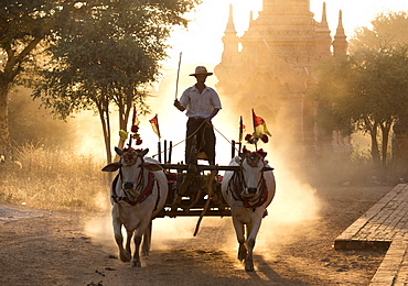 Bullock cart on a dusty track among the temples of Bagan with light from the setting sun shining through the dust, Bagan, Myanmar (Burma), Southeast Asia