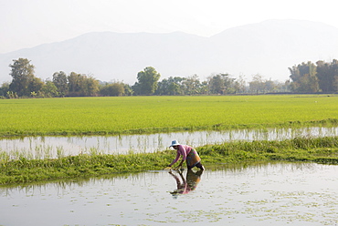 Woman working in paddy fields near Kengtung (Kyaingtong), Shan State, Myanmar (Burma), Asia