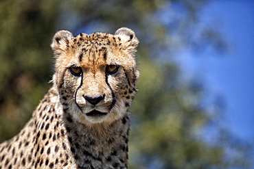 Cheetah against blue sky, Amani Lodge, near Windhoek, Namibia, Africa