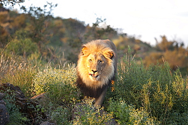 Male lion bathed in evening light, Amani Lodge, near Windhoek, Namibia, Africa