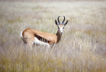 Springbok standing in grass, Namib Naukluft Park, Namibia, Africa