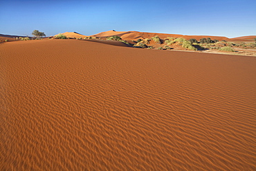 Ancient orange sand dunes of the Namib Desert at Sossusvlei, near Sesriem, Namib Naukluft Park, Namibia, Africa