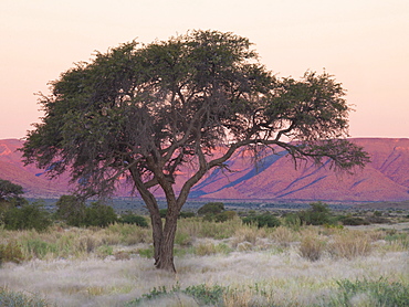 Camelthorn tree against sandstone mountains lit by the last rays of light from the setting sun, near Sesriem, Namib Desert, Namib Naukluft Park, Namibia, Africa