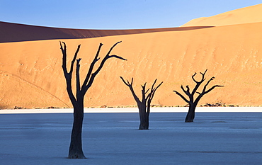 Dead camelthorn trees said to be centuries old in silhouette against towering orange sand dunes bathed in morning light at Dead Vlei, Namib Desert, Namib Naukluft Park, Namibia, Africa