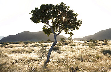 Backlit tree and grasses in early morning light with mountains in the distance, Sesriem, Namib Naukluft Park, Namibia, Africa