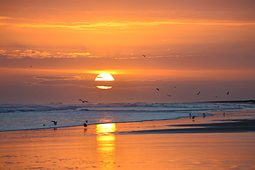 Sunrise from Bamburgh Beach with seagulls in silhouette and sun's orange orb, Bamburgh, Northumberland, England, United Kingdom, Europe