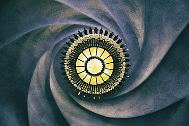 Light and ceiling inside Casa Batllo, one of Gaudi's buildings, UNESCO World Heritage Site, Barcelona, Catalonia, Spain, Europe