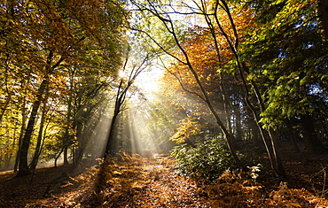 Sunbeams bursting through misty autumnal woodland, Limpsfield Chart, Oxted, Surrey, England, United Kingdom, Europe