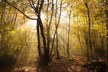 Sunbeams bursting through misty autumnal woodland, Limpsfield Chart, Oxted, Surrey, England, United Kingdom, Europe