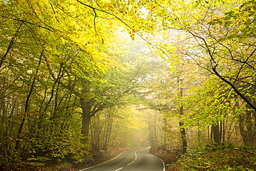 Country road cutting through deciduous autumnal woodland on a misty morning, Limpsfield Chart, Oxted, Surrey, England, United Kingdom, Europe