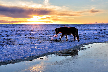 Icelandic horse in snow covered winter landscape at sunset, near Seljalandsfoss Waterfall, South Iceland, Polar Regions