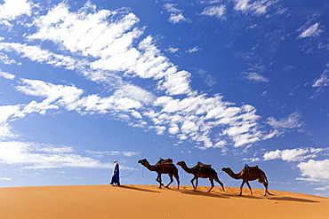 Camels being led over dunes of the Erg Chebbi sand sea, part of the Sahara Desert near Merzouga, Morocco, North Africa, Africa