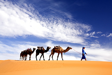 Camels being led over dunes of the Erg Chebbi sand sea, part of the Sahara Desert near Merzouga, Morocco, North Africa, Africa