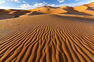 Wide angle view of the ripples and dunes of the Erg Chebbi Sand sea, part of the Sahara Desert near Merzouga, Morocco, North Africa, Africa