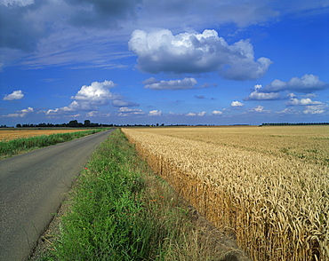 Road beside a corn field on fenland near Peterborough, Cambridgeshire, England, United Kingdom, Europe